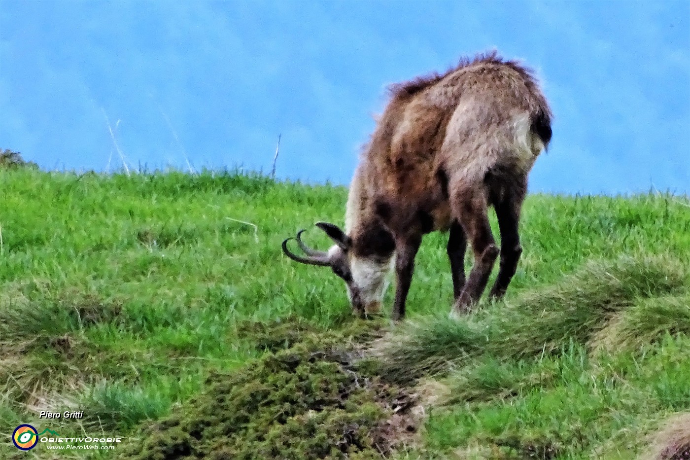 04 Il camoscio bruca la verde erba novella.JPG